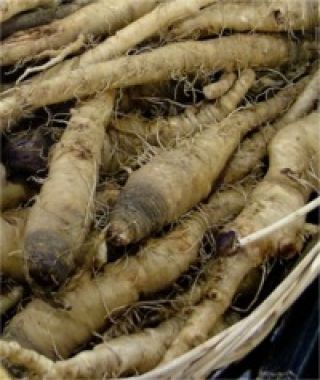 Mammoth Sandwich Island Salsify