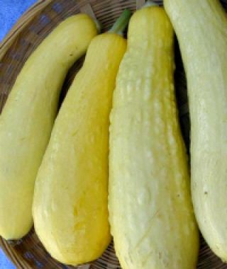 Early Prolific Straightneck Summer Squash