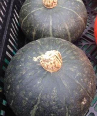 Naguri Kabocha-Type Asian Squash