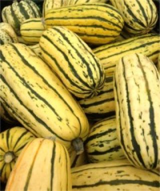 Zeppelin Delicata Squash