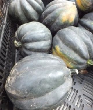 Ebony Acorn Squash