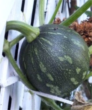 Fairy Winter Squash