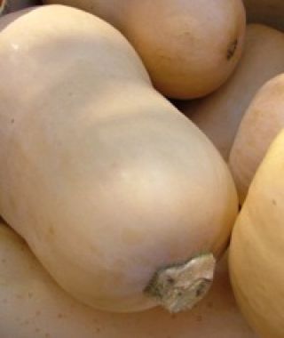 Bugle Butternut Squash