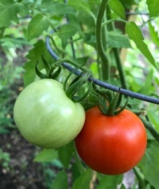 Magic Mountain Tomato