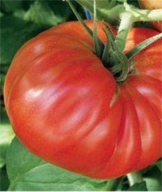 Country Taste Beefsteak Tomato