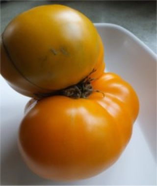 Yellow Brandywine Tomato