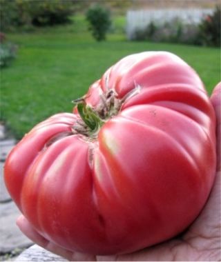 Brandywine Tomato