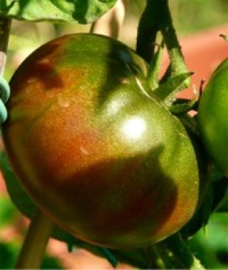 Black Russian Tomato