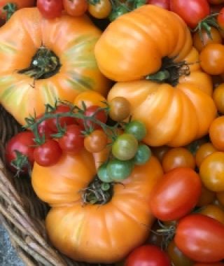 Persimmon Tomato