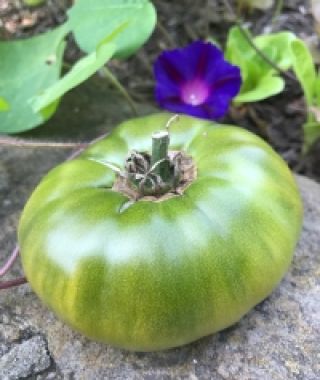 Aunt Ruby's German Green Tomato