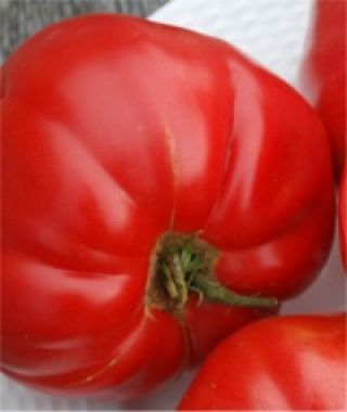 German Pink Tomato