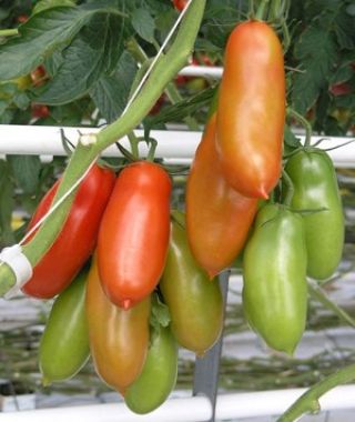 San Marzano 2 Plum Tomato