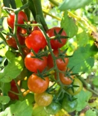 Red Currant Tomato