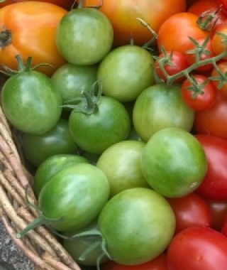 Sungreen Cherry Tomato