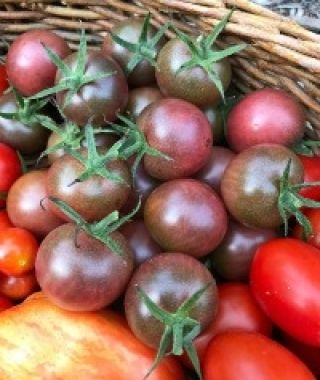 Black Cherry Tomato