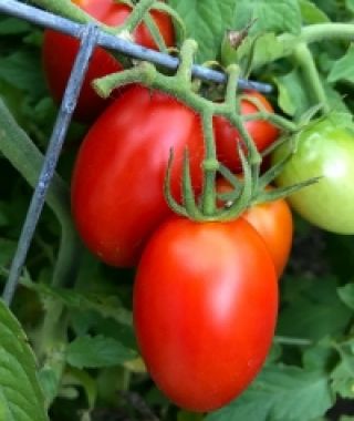 Juliet Grape Tomato