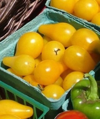 Yellow Pear Tomato