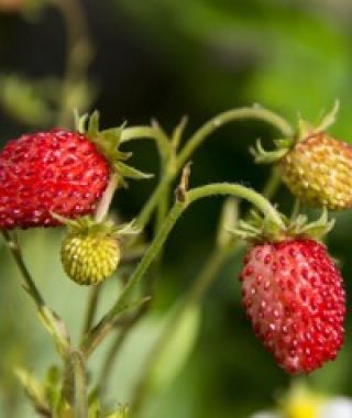 Red Wonder Alpine Strawberry