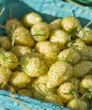 Yellow Wonder Alpine Strawberry