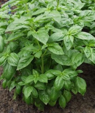 Bonazza Genovese Basil