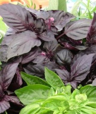 Round Midnight Purple Basil