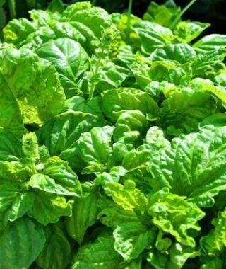 Napolitano Mammoth-Leafed Basil