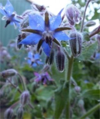 Borage