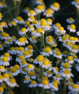 Bodegold Chamomile 