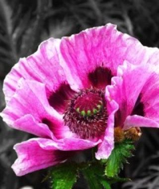 Pepperbox Breadseed Poppy