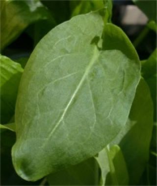 Garden Sorrel