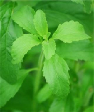 Stevia