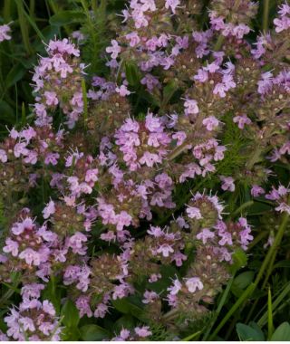 Creeping Thyme