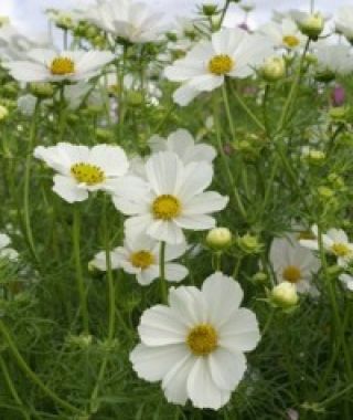 Purity Sensation White Cosmos