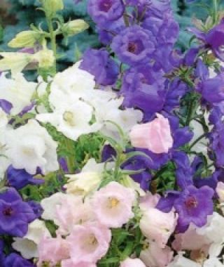 Cup and Saucer Canterbury Bells Mixture