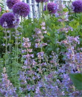 Catmint Nepeta