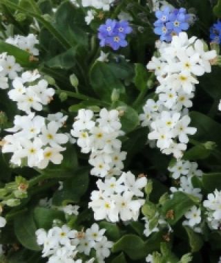 Jewel Alba Forget-Me-Nots