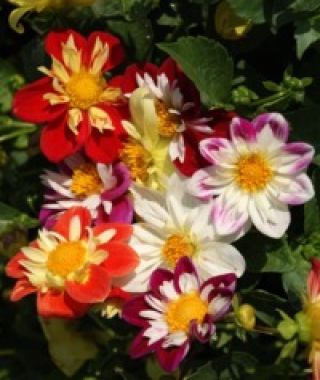 The Collarette Dahlia Mixture