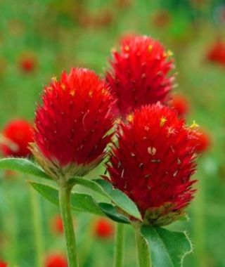 Strawberry Fields Globe Amaranth