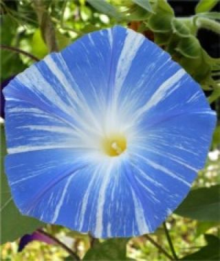 Flying Saucers Morning Glory