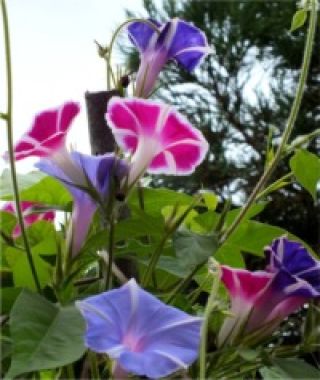 The Mount Fuji Morning Glory Mixture