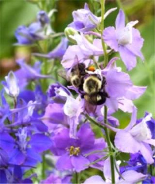 The Imperial Larkspur Mixture