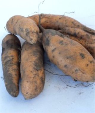 Vardaman Sweet Potato