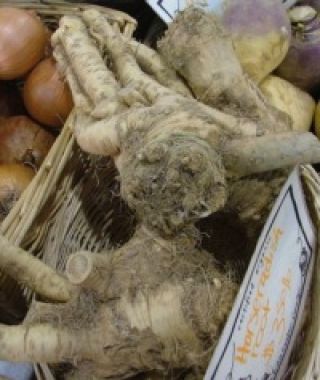 Horseradish Roots