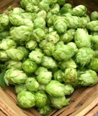 Cascade Hops