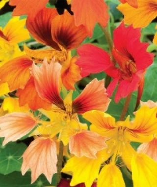 The Phoenix Nasturtium Mixture