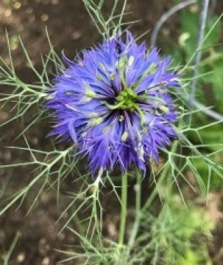 The Persian Jewels Nigella Mixture