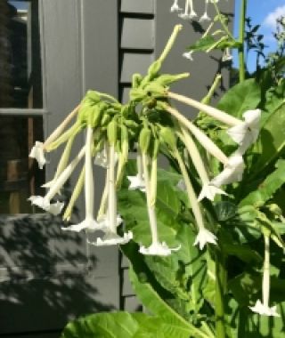 Only the Lonely Nicotiana