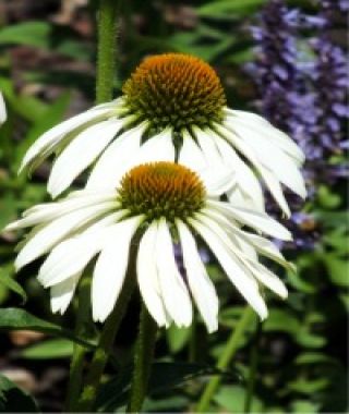 Amado White Coneflowers