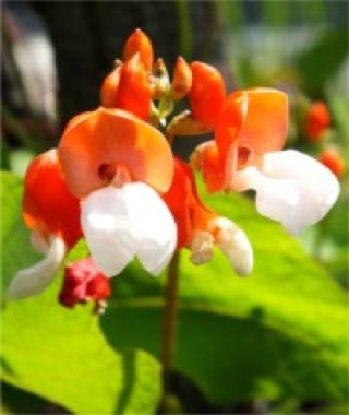 Painted Lady Runner Bean