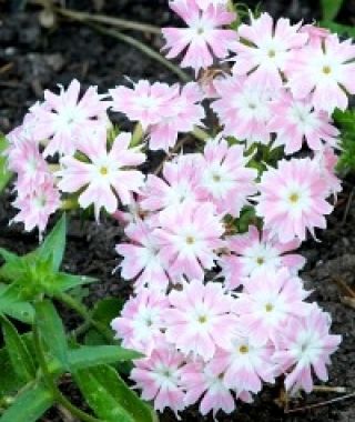 The Twinkles Phlox Mixture